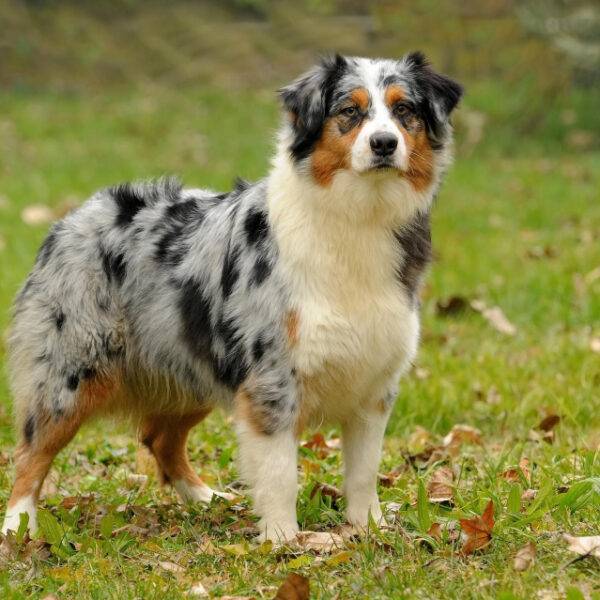 Australian Shepherd auf einer Wiese.