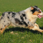 Australian Shepherd mit Merle-Zeichnung.