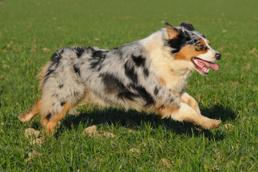 Australian Shepherd mit Merle Zeichnung