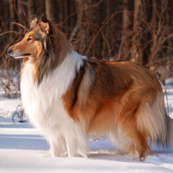 Ein Collie im Schnee.