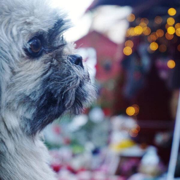 Hund auf dem Weihnachtsmarkt.
