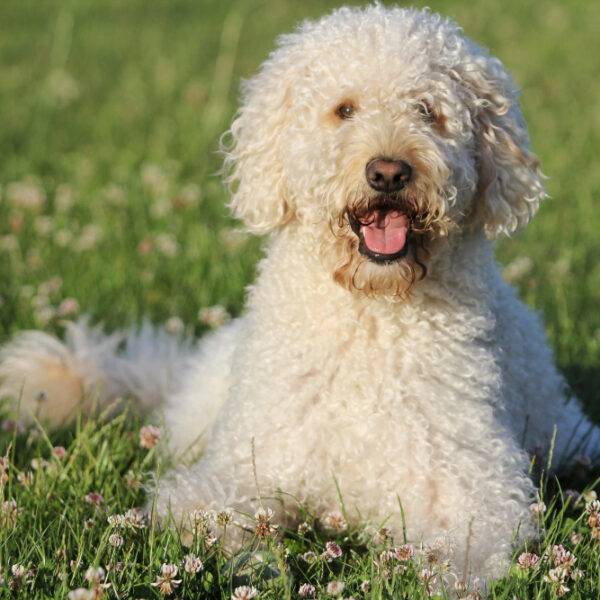 Labradoodle liegt auf der Wiese als Beispiel für Hunde die nicht haaren.