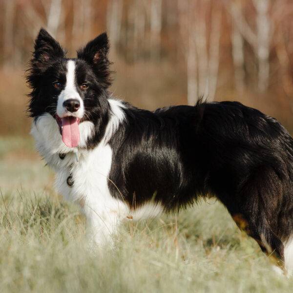 Ein Border Collie auf einer Lichtung.