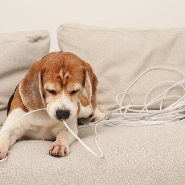 Hund kaut auf einem Kabel rum, symbolisches Bild für eine hundesichere Wohnung.