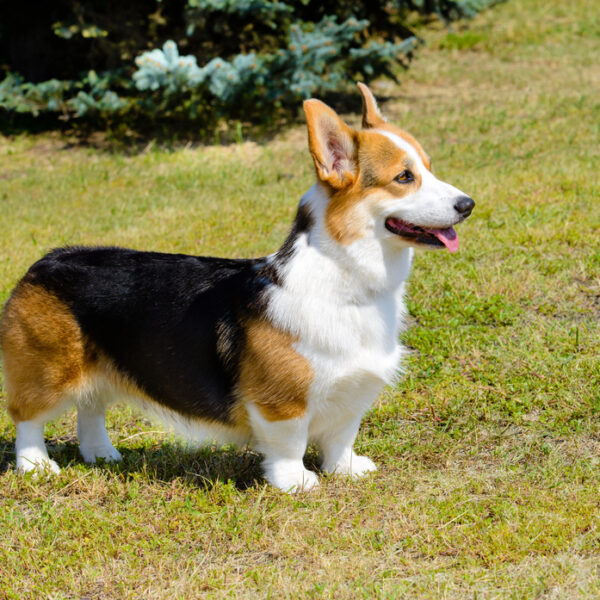 Cardigan Welsh Corgi steht auf der Wiese.
