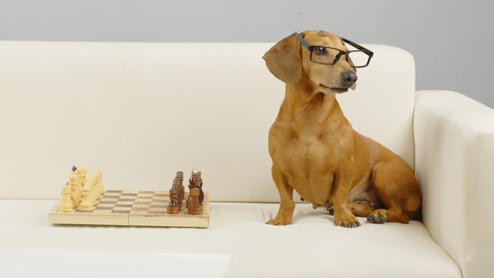 Dackel mit Brille auf der Couch vor einem Spielbrett symbolisch für Denkspiele für Hunde