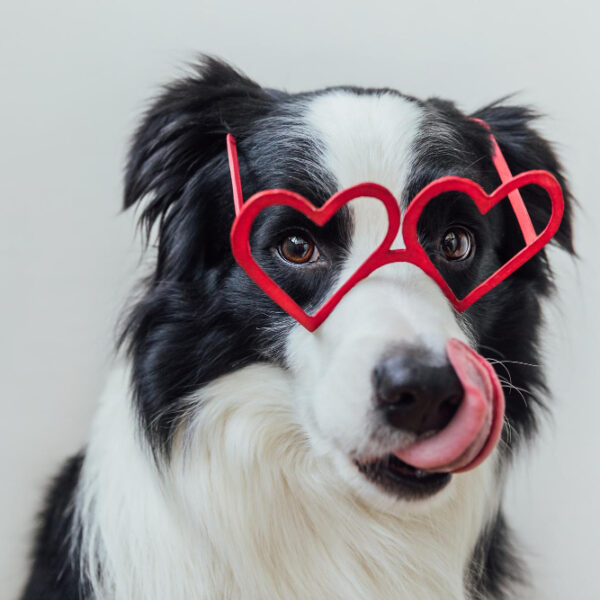 Border-Collie mit Herzchenbrille symbolisiert, dass wir als Hundehalter oft zu weich sind, obwohl der Hund frech ist.