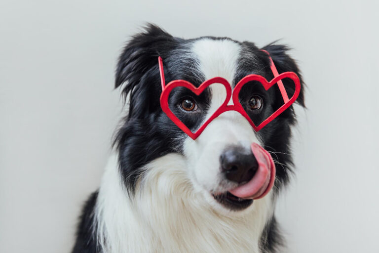 Border-Collie mit Herzchenbrille symbolisiert, dass wir als Hundehalter oft zu weich sind, obwohl der Hund frech ist.