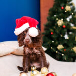 Hund an Weihnachten mit Weihnachtsmütze vorm Weihnachtsbaum