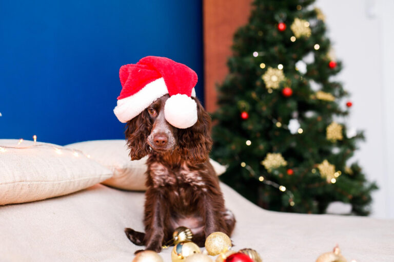 Hund an Weihnachten mit Weihnachtsmütze vorm Weihnachtsbaum