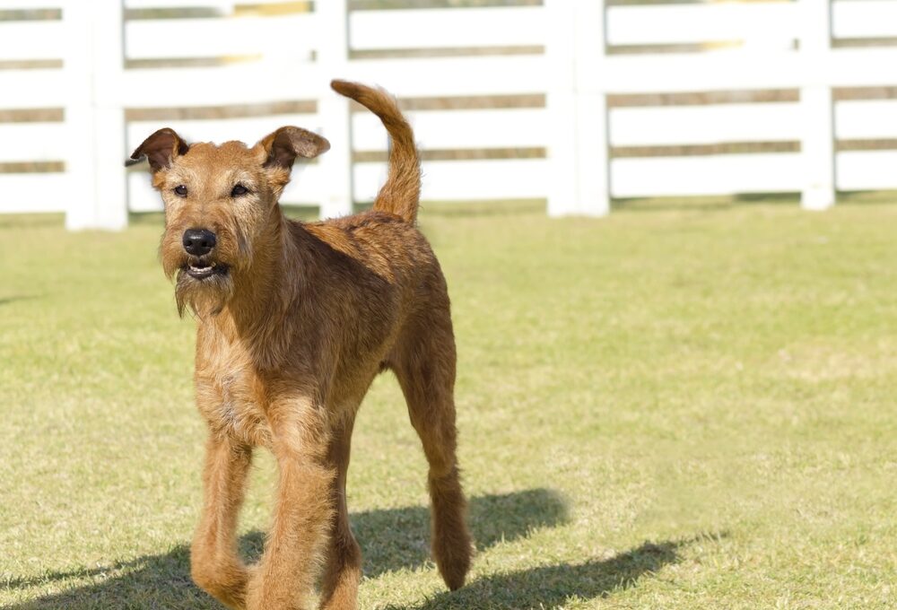 Irish Terrier auf einer umzäunten Wiese