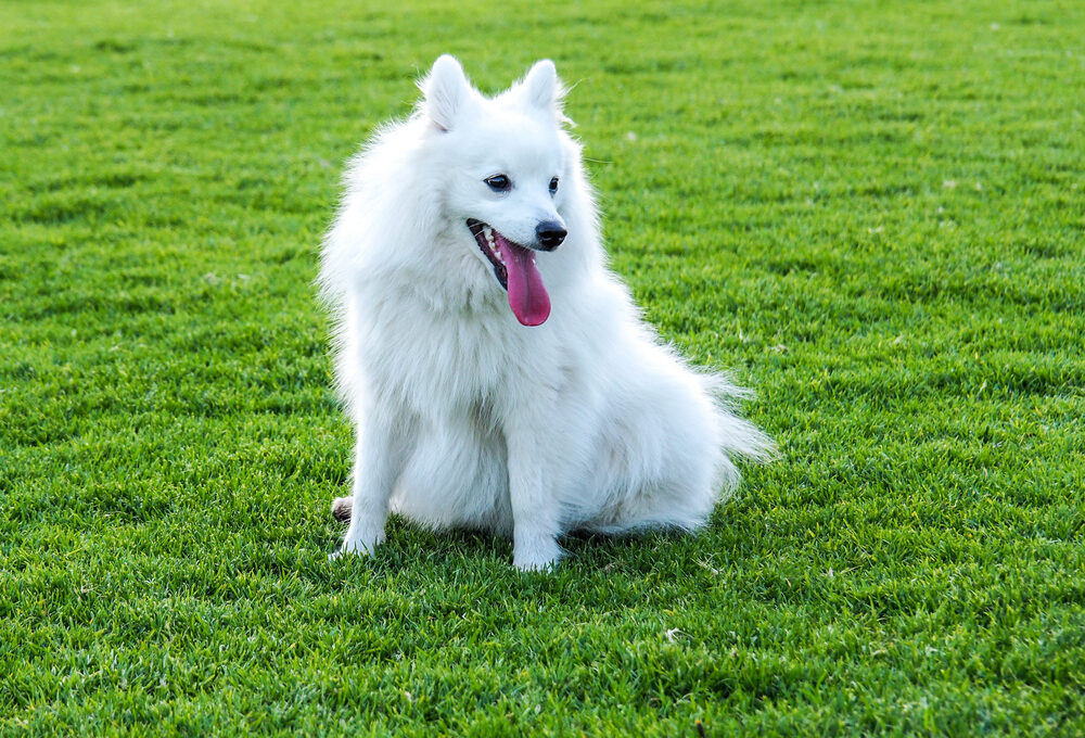Weißer Japanischer Spitz sitzt im Gras