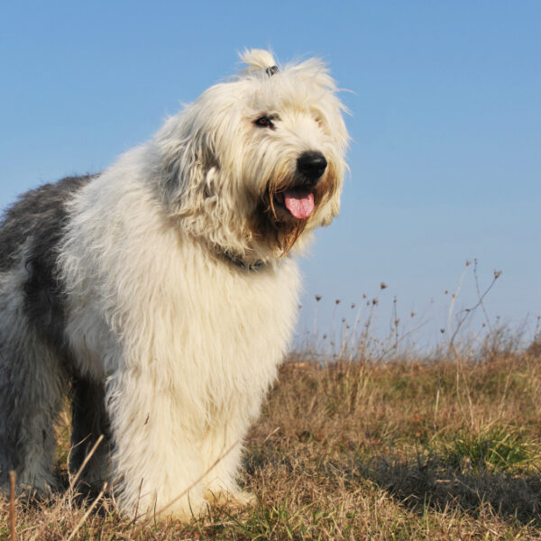 Old English Sheepdog, auch als Bobtail bekannt, auf dem Feld