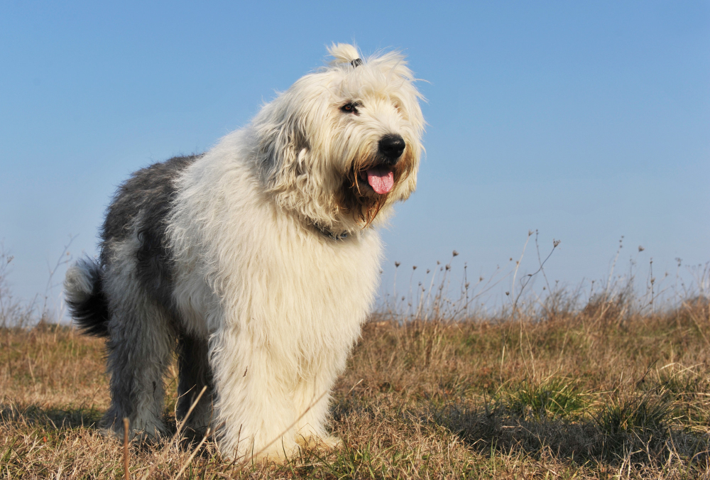 Old English Sheepdog auch als Bobtail bekannt auf dem Feld