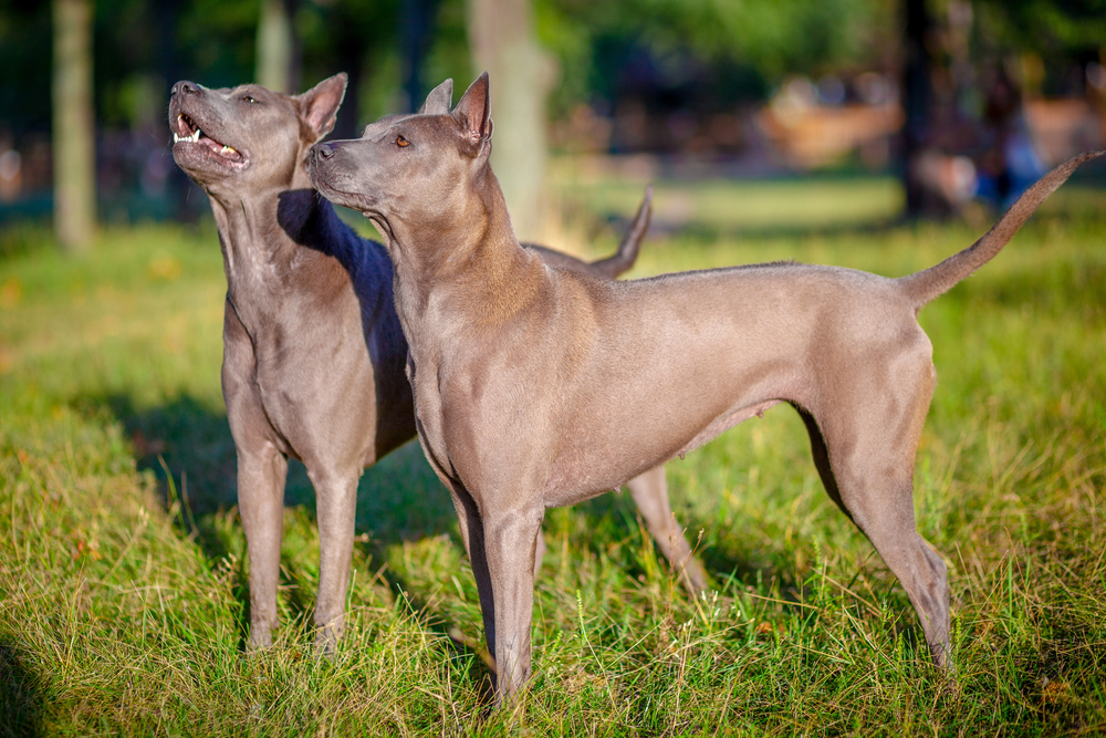 Thai Ridgeback Hunde im Park