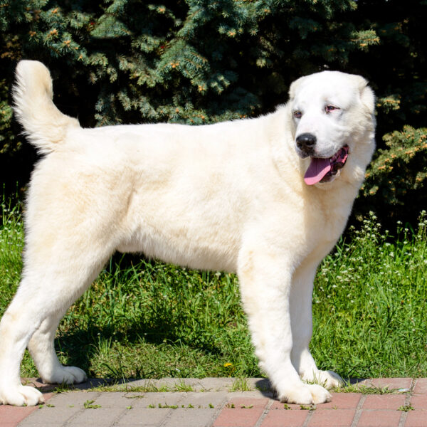 Uzbekischer Hirtenhund auf einem Gehweg