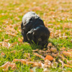 Welpe schnüffelt im Gras, um sein Geschäft zu machen und stubenrein zu werden.