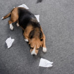 Hund liegt auf Teppich zwischen zerrissenem Papier, nachdem er es gefressen hat.