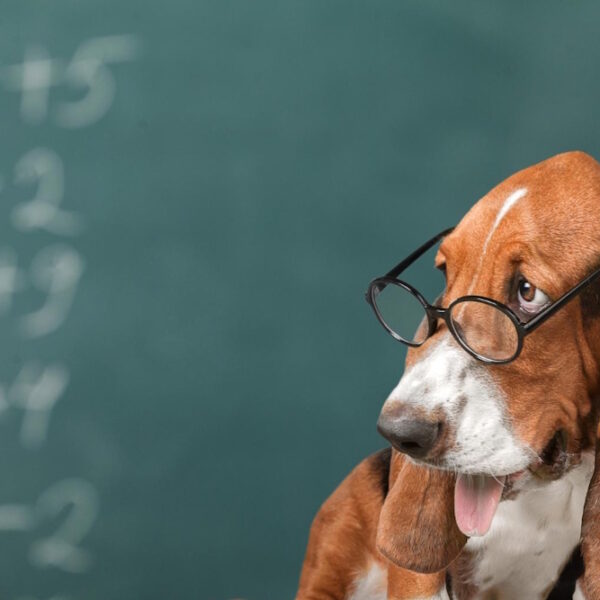 Hundeschule besuchen ja oder nein
