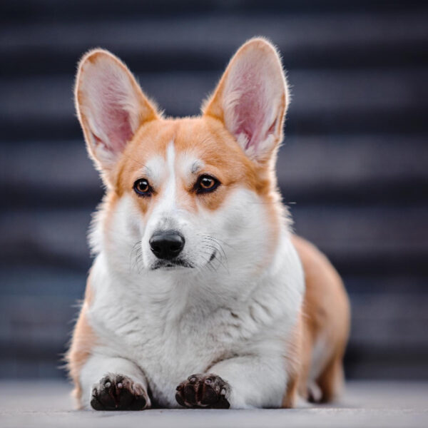 Pembroke Welsh Corgi liegt draußen auf dem Asphalt.