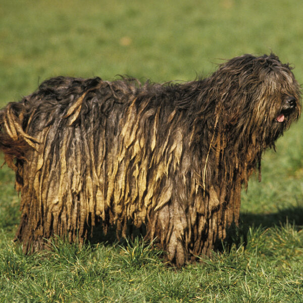 Bergamasco auf der Wiese