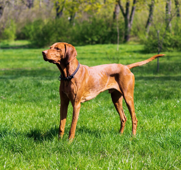Vizsla im Park auf der Wiese