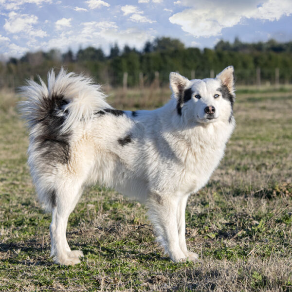 Yakutian Laika auf dem Feld.