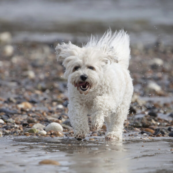 Zuchon rennt am Strand.