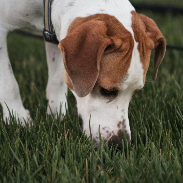 Hund schnüffelt im Gras