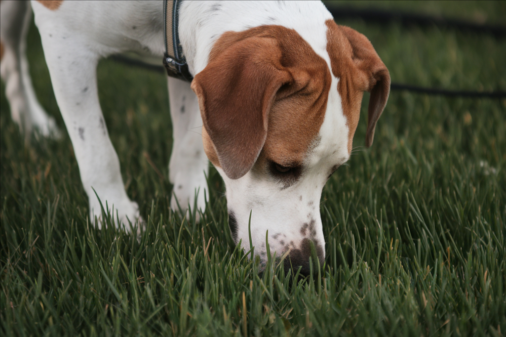Hund schnüffelt im Gras