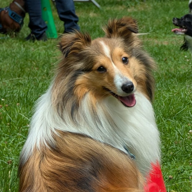 schnuffiwuff.de