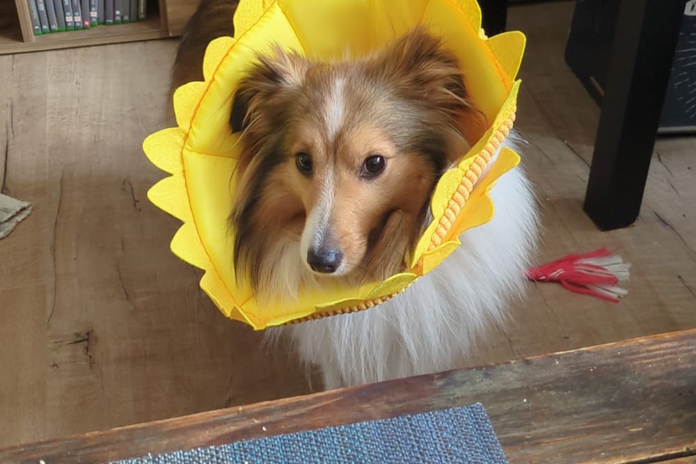 Hund Pepper mit Schleckschutz (Cone of Shame).