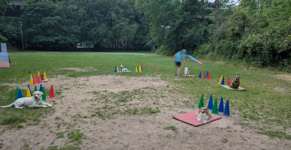 Mehrere Hunde liegen beim Training auf Matten auf einem Hundeplatz, umgeben von bunten Pylonen und kleinen Trainingsgeräten.
