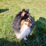 Jiggy, Sheltie-Hündin, die eine schlechte Hundeschule besucht hat