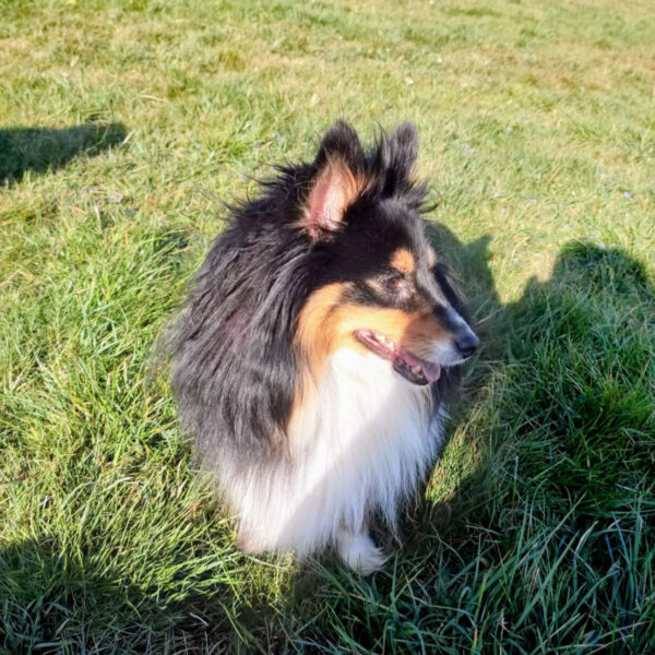 Jiggy, Sheltie-Hündin, die eine schlechte Hundeschule besucht hat
