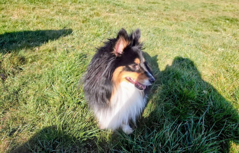 Jiggy, Sheltie-Hündin, die eine schlechte Hundeschule besucht hat