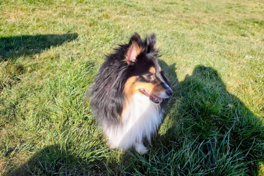 Jiggy, Sheltie-Hündin, die eine schlechte Hundeschule besucht hat
