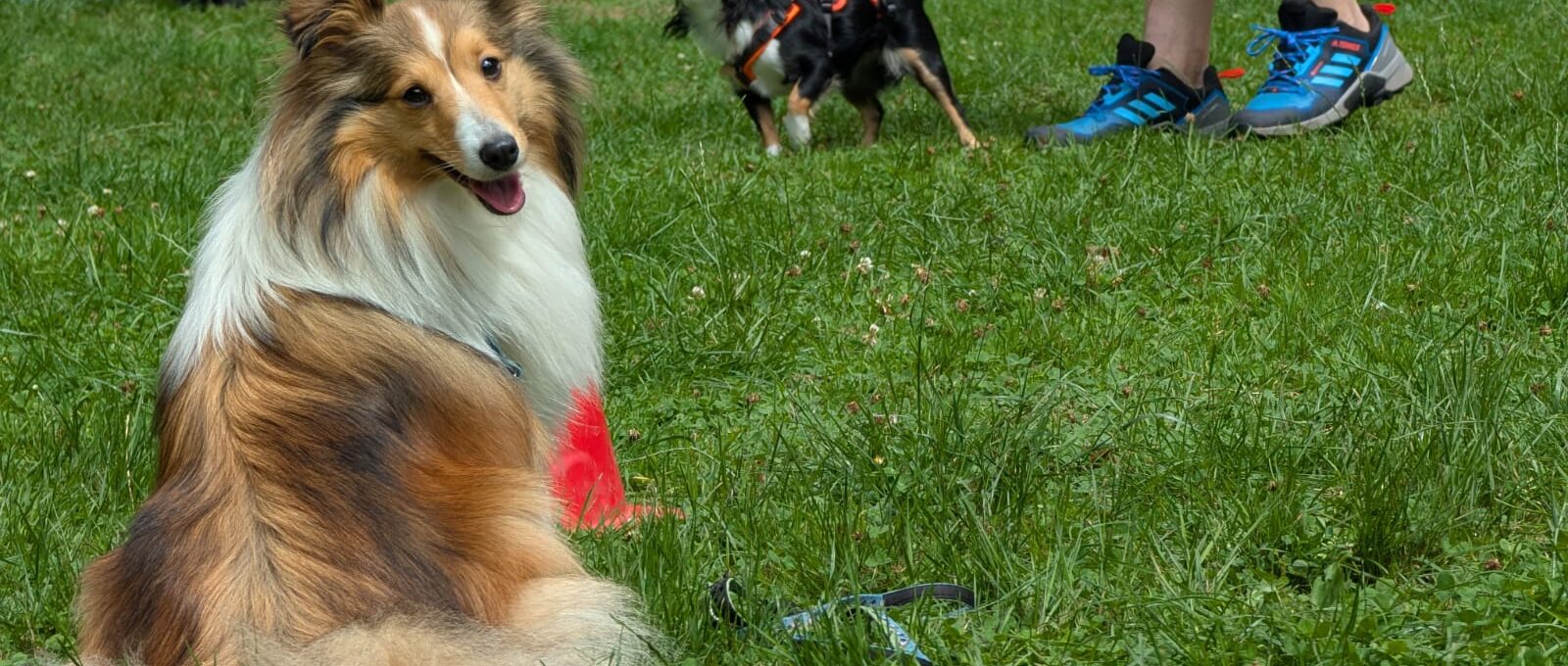 Pepper liegt entspannt auf einer Wiese in der Hundeschule, während im Hintergrund andere Hunde an der Leine trainieren.