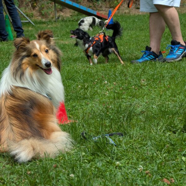 Pepper liegt entspannt auf einer Wiese in der Hundeschule, während im Hintergrund andere Hunde an der Leine trainieren.
