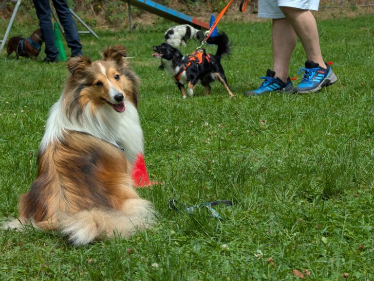 Pepper liegt entspannt auf einer Wiese in der Hundeschule, während im Hintergrund andere Hunde an der Leine trainieren.