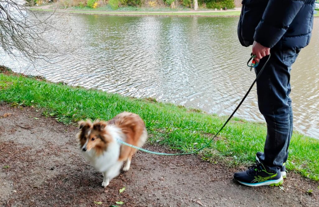 Sheltie Peppy an der Leine beim Spaziergang am Wasser