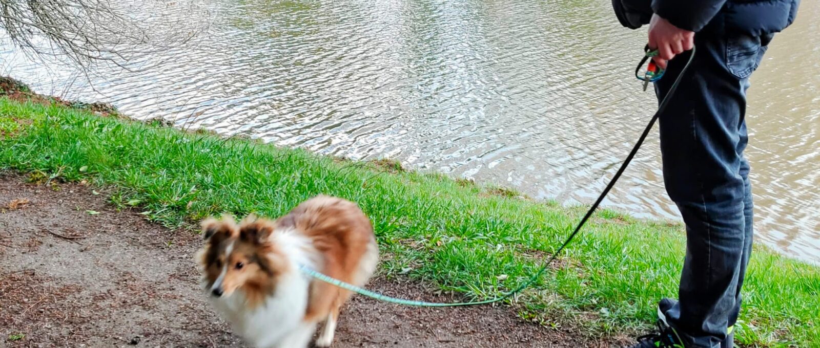 Sheltie Peppy an der Leine beim Spaziergang am Wasser